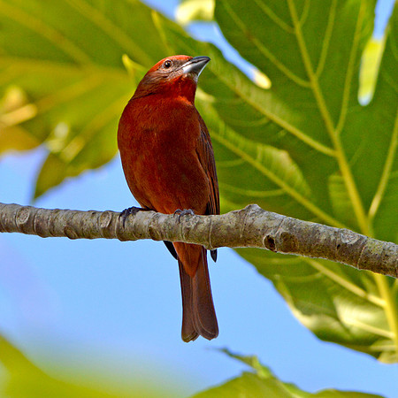 Hepatic tanager, male