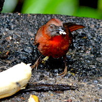 Hepatic tanager, male