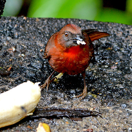 Hepatic tanager, male