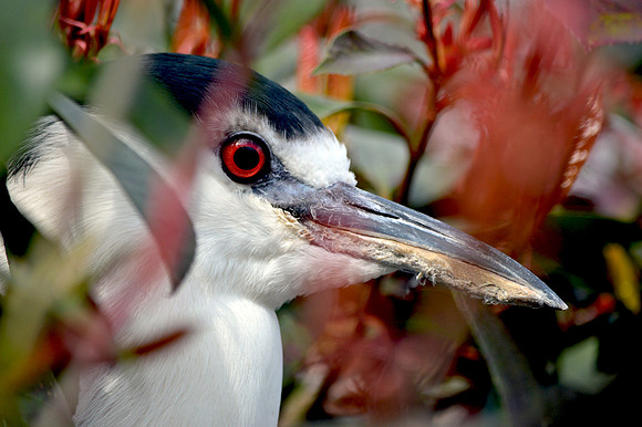 Black crowned night heron