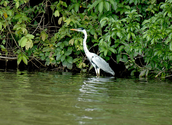 Cocoi heron