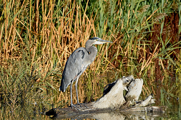 Great blue heron