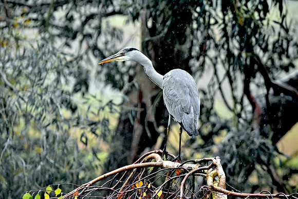 Grey heron