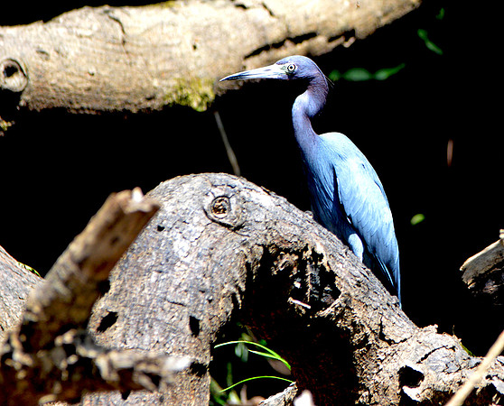 Little blue heron