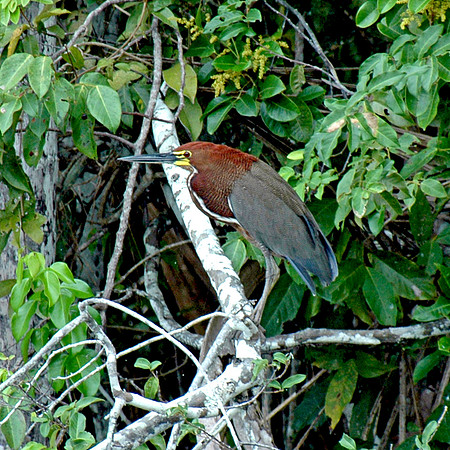 Tiger heron