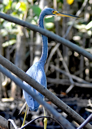 Tricoloured heron