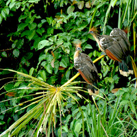Hoatzin