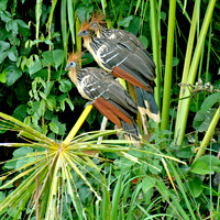 Hoatzin
