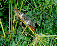 Hoatzin