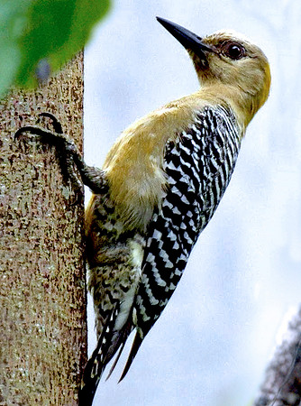 Hoffman's woodpecker