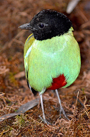 Hooded pitta