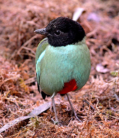 Hooded pitta