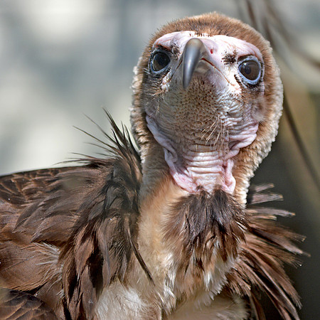 Hooded vulture