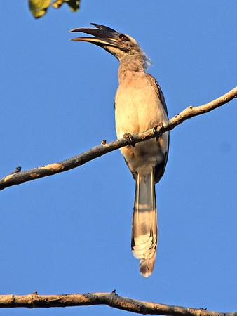 Indian Grey Hornbill