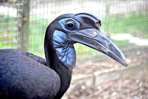 Northern ground hornbill