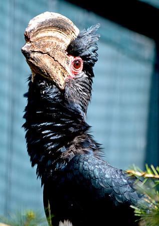 Trumpeter hornbill