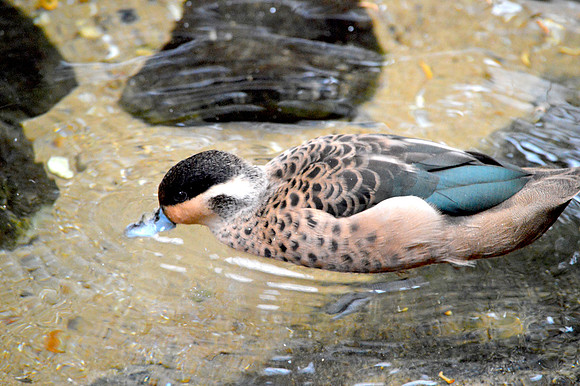 Blue billed teal