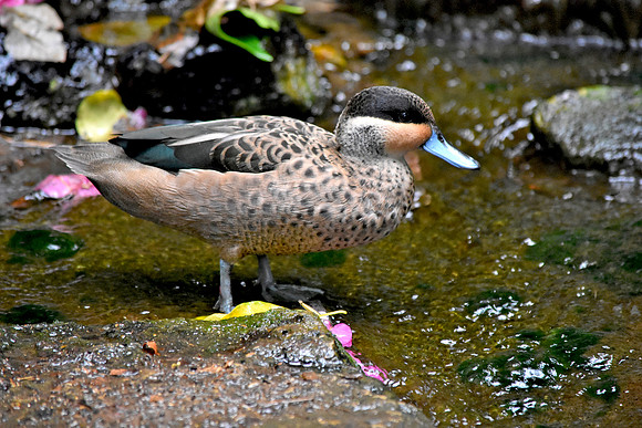 Blue billed teal