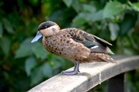 Blue billed teal