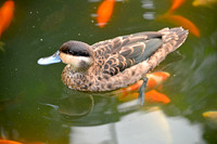 Blue billed teal