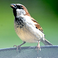 House sparrow
