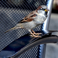 House sparrow