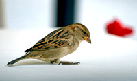 House sparrow