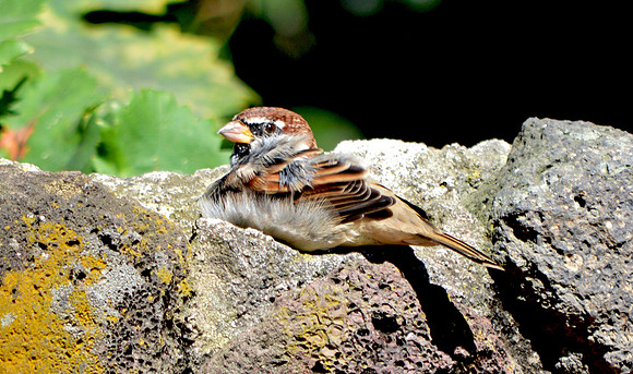 Tree sparrow
