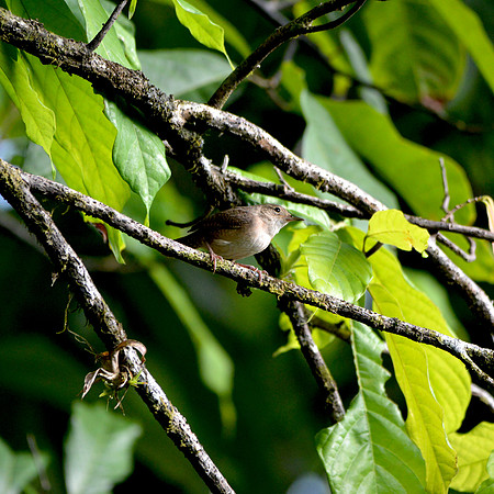 House wren