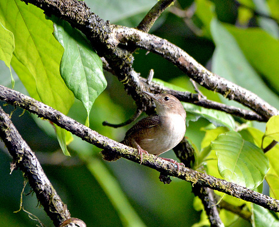 House wren