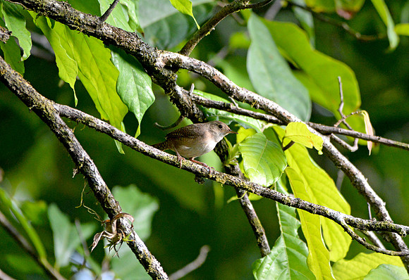 House wren
