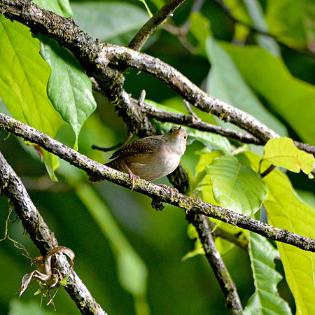 House wren