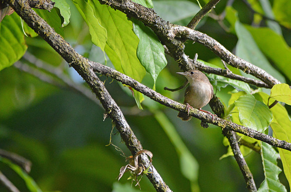 House wren