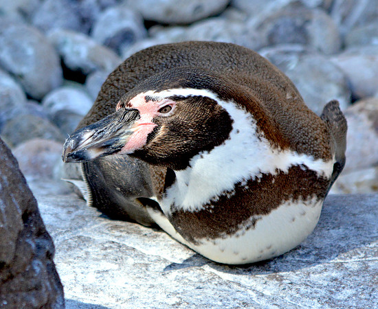 Humboldt penguin