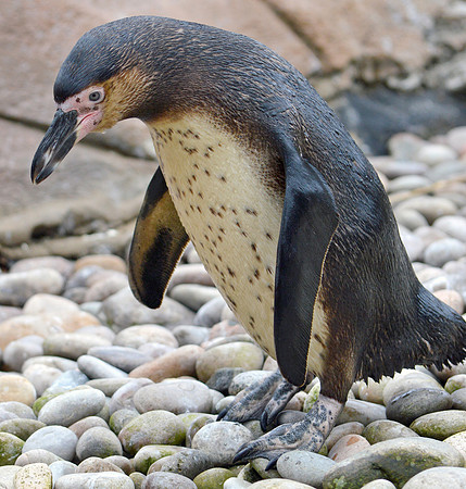 Humboldt penguin