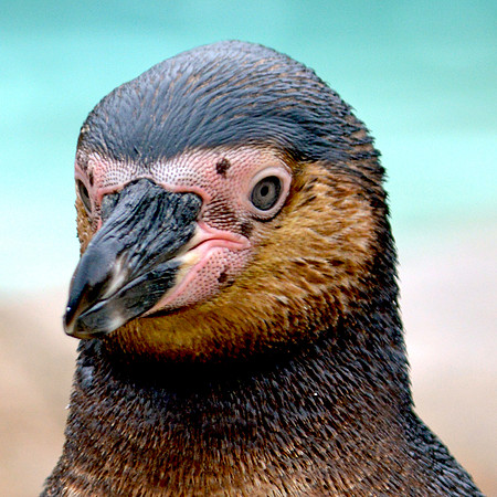 Humboldt penguin
