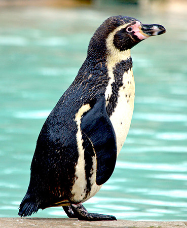 Humboldt penguin