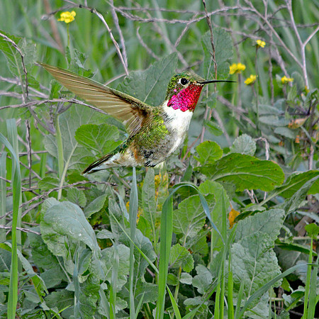 Broad tailed hummingbird