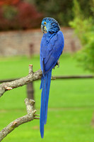 Hyacinth macaw