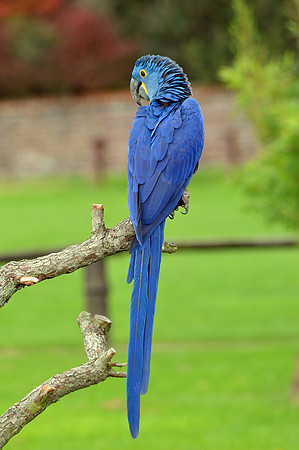Hyacinth macaw