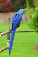 Hyacinth macaw