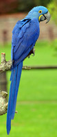 Hyacinth macaw
