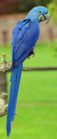 Hyacinth macaw