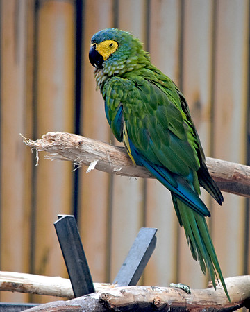 lliger's Macaw