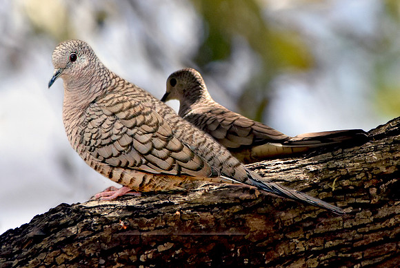 Inca Dove