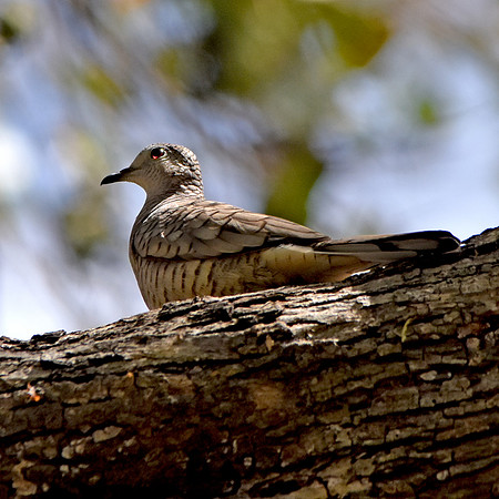 Inca Dove