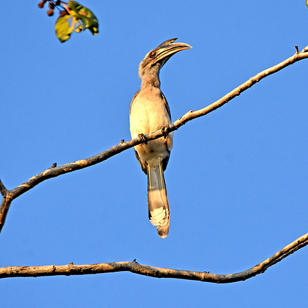 Indian Grey hornbill