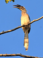 Indian Grey hornbill