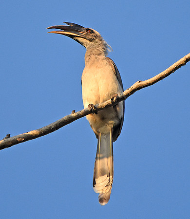 Indian Grey hornbill