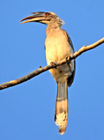 Indian Grey hornbill